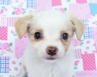 ID：2201-03527の子犬