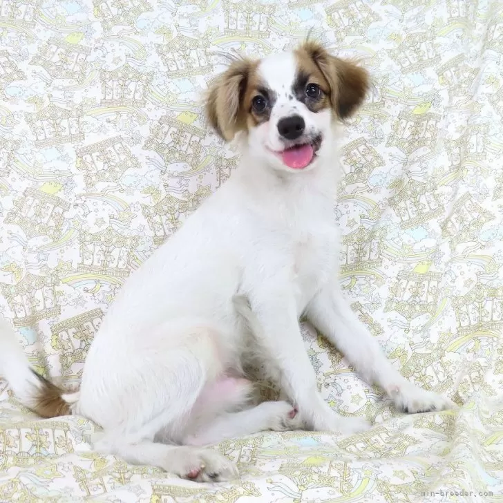 ID:2406-04330の子犬