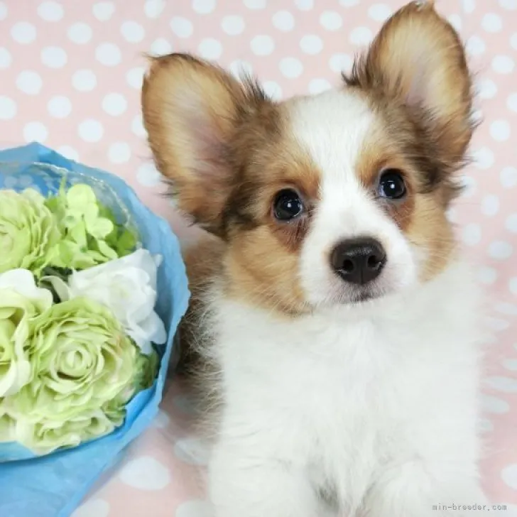 ID:2305-03752の子犬