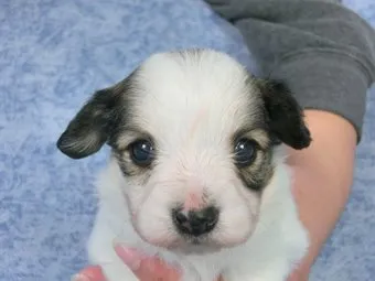 ID：1501-00402の子犬