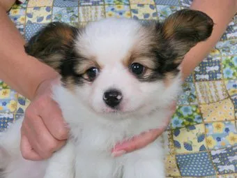 ID:1408-01233の子犬