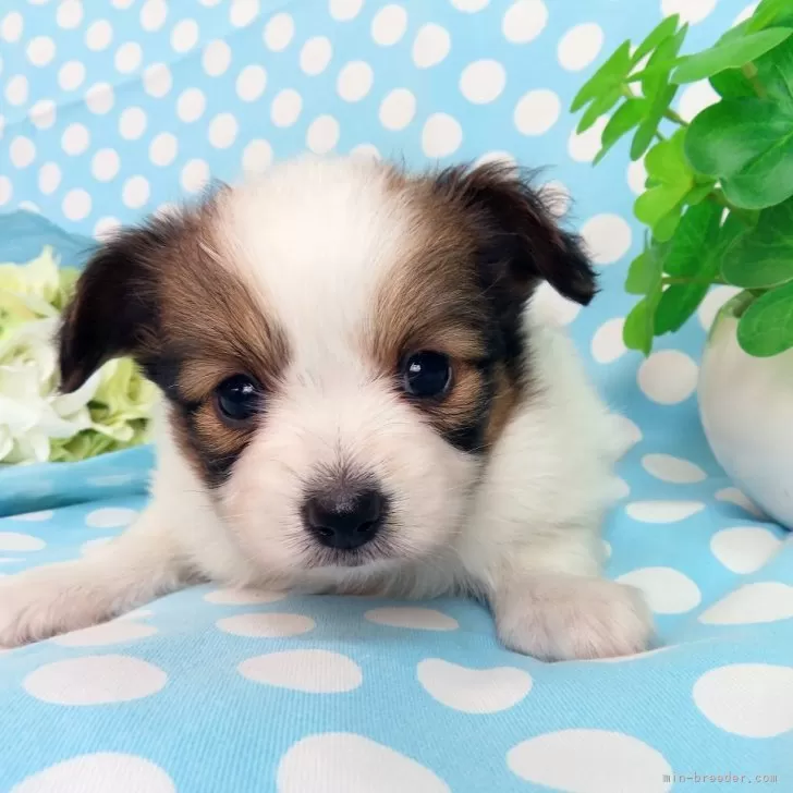 ID:2405-06809の子犬