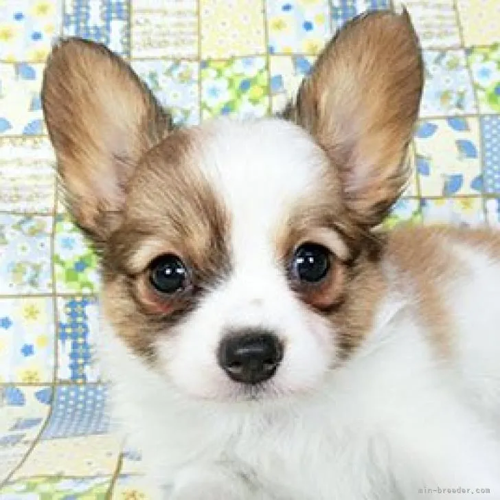 ID:2208-03555の子犬