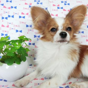 パピヨン【千葉県・女の子・2022年9月13日・ホワイト&レッドセーブル】の写真「日本で一番歴史のあるパピヨンブリーダー」