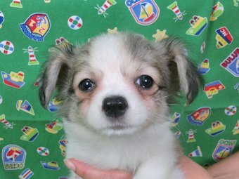 パピヨン【千葉県・男の子・2015年6月18日・白茶(ホワイト&シルバー)】の写真「日本で一番歴史のあるパピヨンブリーダー」