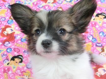 パピヨン【千葉県・女の子・2015年6月11日・白茶(ホワイト&セーブル)】の写真「日本で一番歴史のあるパピヨンブリーダー」