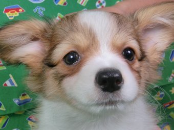 パピヨン【千葉県・男の子・2015年6月18日・白茶(ホワイト&レッドセーブル)】の写真「日本で一番歴史のあるパピヨンブリーダー」