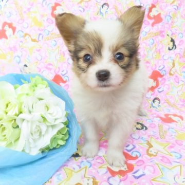 パピヨン【千葉県・男の子・2023年9月26日・ホワイト&レッドセーブル】の写真「日本で一番歴史のあるパピヨンブリーダー」