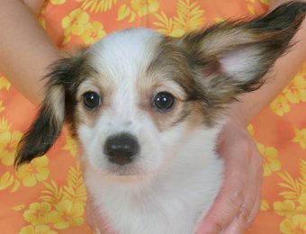 パピヨン【千葉県・女の子・2015年6月21日・白茶(ホワイト&レッドセーブル)】の写真「日本で一番歴史のあるパピヨンブリーダー」