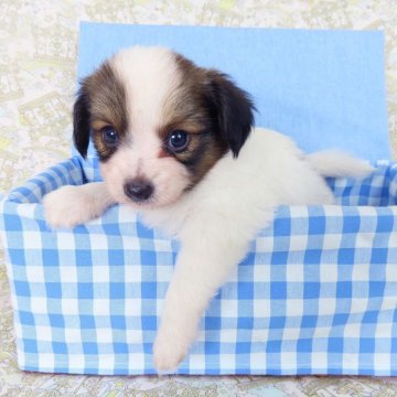 パピヨン【千葉県・男の子・2024年8月23日・ホワイト&レッドセーブル】の写真「日本で一番歴史のあるパピヨンブリーダー」