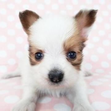 パピヨン【千葉県・男の子・2022年9月13日・ホワイト&レッドセーブル】の写真「日本で一番歴史のあるパピヨンブリーダー」