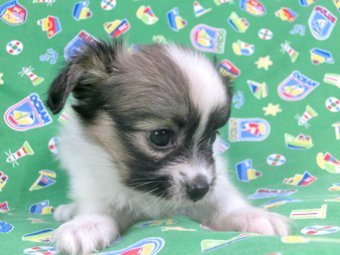 パピヨン【千葉県・女の子・2015年6月19日・白茶(ホワイト&レッドセーブル)】の写真「日本で一番歴史のあるパピヨンブリーダー」