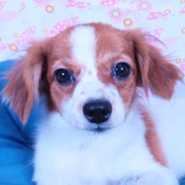 パピヨン【千葉県・女の子・2023年4月26日・ホワイト&レッドセーブル】の写真「日本で一番歴史のあるパピヨンブリーダー」
