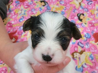 パピヨン【千葉県・男の子・2014年12月7日・トライ(白黒茶の3色です)】の写真「日本で一番歴史のあるパピヨンブリーダー」