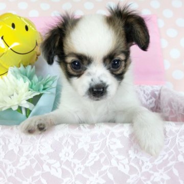 ミックス(母パピヨンと父チワワ)【千葉県・男の子・2023年4月25日・ホワイト&レッドセーブル】の写真「日本で一番歴史のあるパピヨンブリーダー」