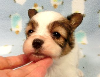 パピヨン【千葉県・女の子・2015年7月7日・白茶(ホワイト&レッドセーブル)】の写真「日本で一番歴史のあるパピヨンブリーダー」