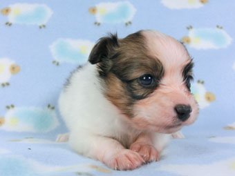 パピヨン【千葉県・男の子・2015年2月12日・白茶(ホワイト&レッドセーブル)】の写真「日本で一番歴史のあるパピヨンブリーダー」