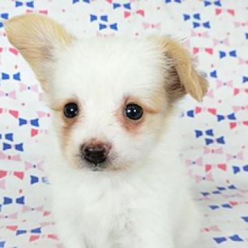 パピヨン【千葉県・女の子・2022年8月15日・ホワイト&ゴールド】の写真「日本で一番歴史のあるパピヨンブリーダー」