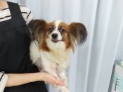 パピヨン【・女の子・2018年11月1日・ホワイト&レッドセーブル】