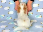 パピヨン【千葉県・男の子・2015年2月8日・】の写真3