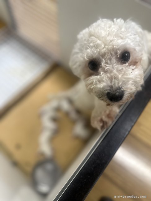 本間一夫ブリーダーのブログ：5/26ビションフリーゼの赤ちゃんが産まれました！