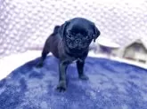 パグ【茨城県・男の子・2024年12月12日・ブラック】の写真10