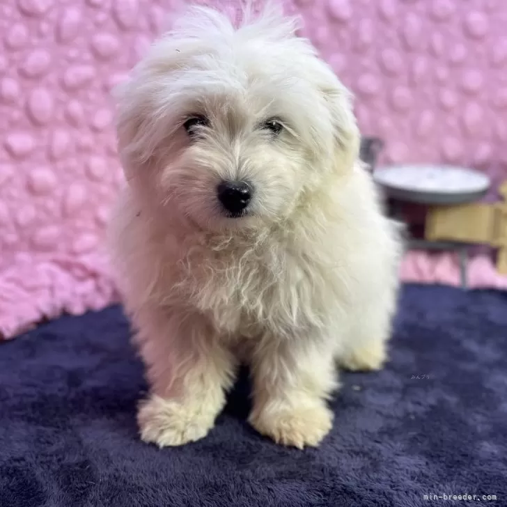 ID：2501-04839の子犬