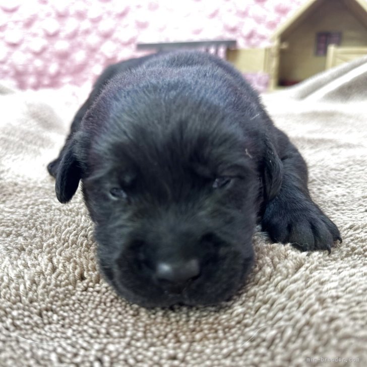 ブリーダー画像