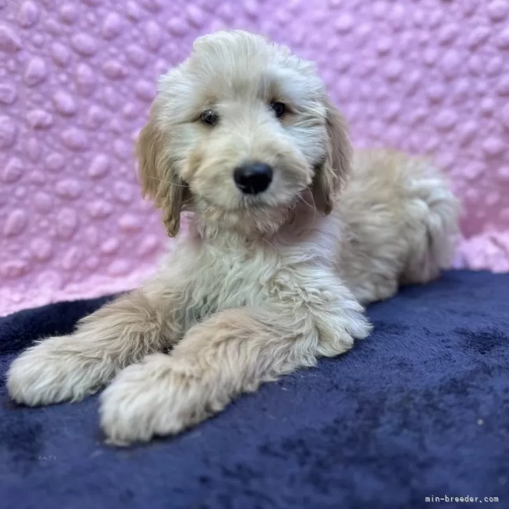 べっさん 様のお迎えした子犬