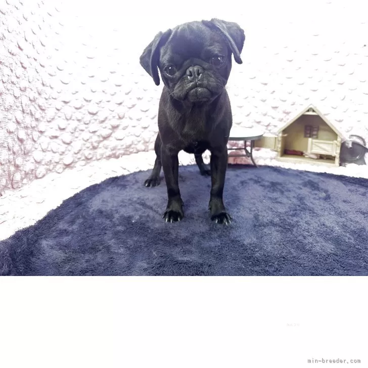 Y.K 様のお迎えした子犬