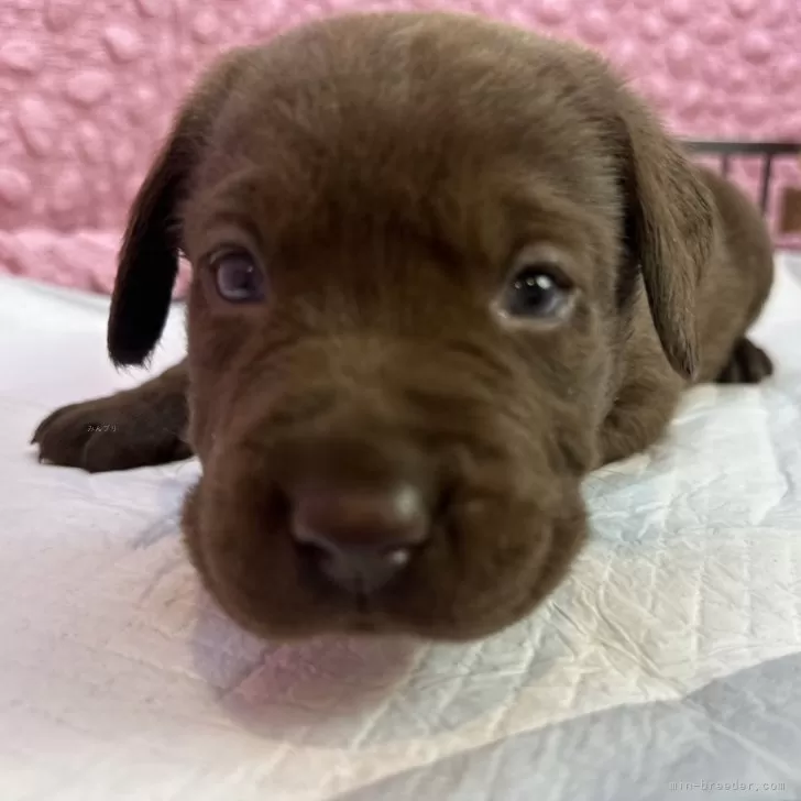 ID:2411-02925の子犬