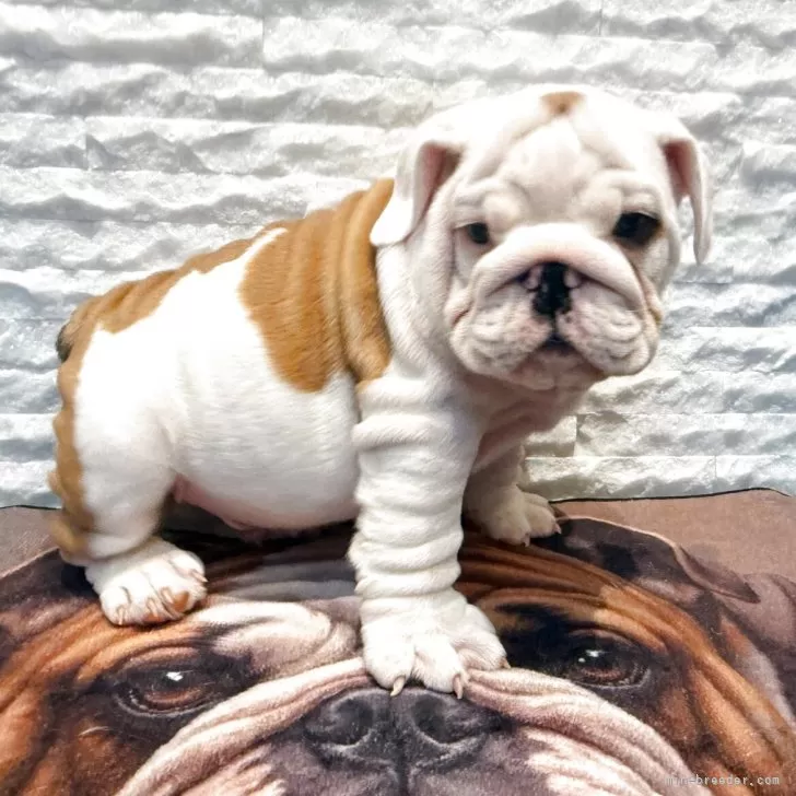 ID：2510-08341の子犬