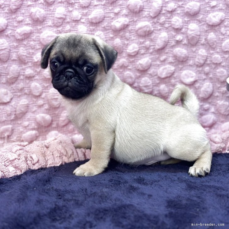 大ちゃん　パグちゃん柄 パグスタイルヨウイチ on X