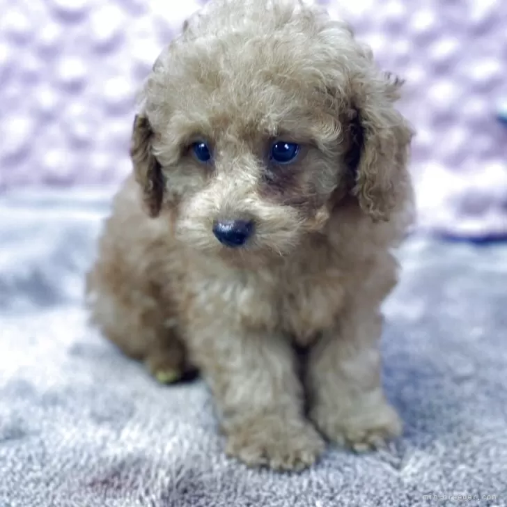 ID：2511-00992の子犬