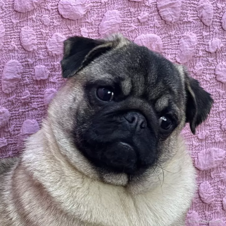 ID:2411-05657の子犬