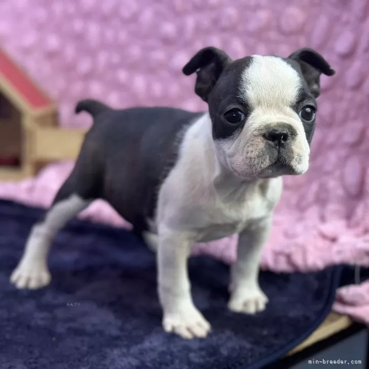 ID:2412-03022の子犬