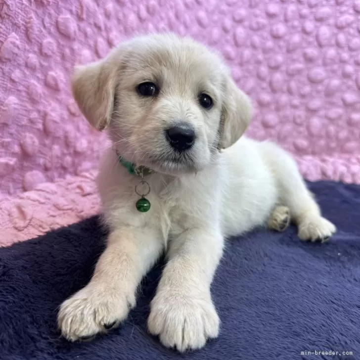 ID:2502-01666の子犬
