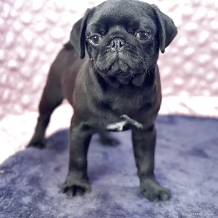 ID：2412-06277の子犬