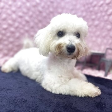 ビションフリーゼ【茨城県・女の子・2025年3月27日・ホワイト】の写真「毛量毛並み共に素晴らしい女の子」
