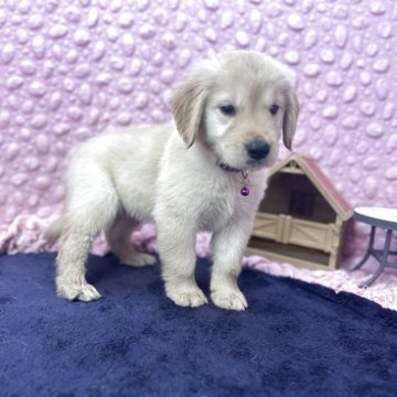 ゴールデンレトリバー【茨城県・女の子・2025年7月6日・ゴールデン】の写真「毛量毛並み共に素晴らしい紫首輪の女の子」