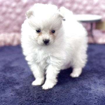 ポメラニアン【茨城県・男の子・2025年9月22日・クリーム】の写真「小さな可愛い男の子」