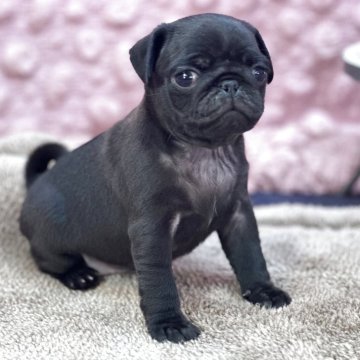 パグ【茨城県・女の子・2025年10月12日・ブラック】の写真「元気な女の子」