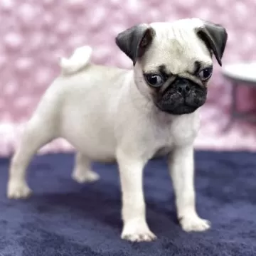 犬 ミニバッグ パグ(フォーン) トイプードル