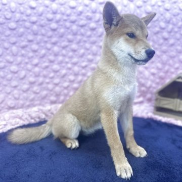 柴犬(標準サイズ)【茨城県・女の子・2025年6月22日・レッド】の写真「すんなりした可愛い子」