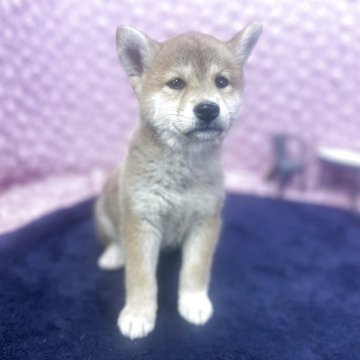 柴犬(標準サイズ)【茨城県・女の子・2025年4月2日・レッド】の写真「足先ホワイトがお揃いの女の子」