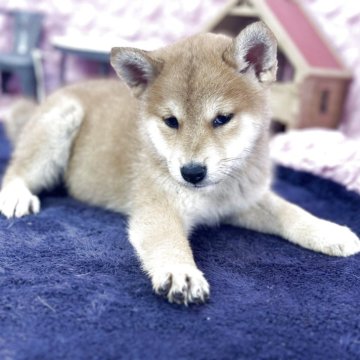 柴犬(標準サイズ)【茨城県・女の子・2025年4月2日・レッド】の写真「綺麗なレッド胸のホワイトがポイント」