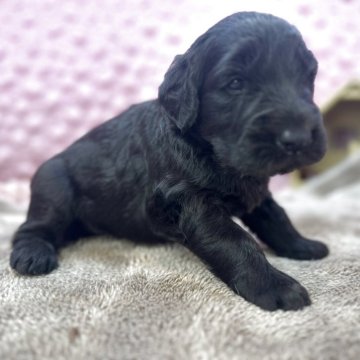 ゴールデンドゥードル(プードル×ゴールデンレトリバー)【茨城県・男の子・2025年10月16日・ブラック】の写真「お母さんとお父さんの良いとこどり」