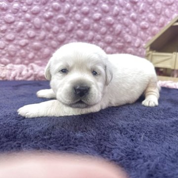 ラブラドールレトリバー【茨城県・男の子・2025年9月19日・イエロー】の写真「血統良く警察犬訓練所出」
