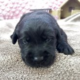 ラブラドールレトリバー