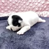 フレンチブルドッグ
